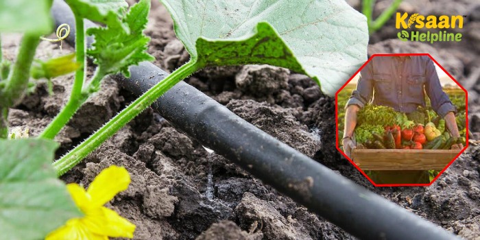 सब्जीवर्गीय फसलों में जल प्रबंधन, जानिए फसलों में सिंचाई की क्रांतिक अवस्थायें सब्जीवर्गीय फसलों में जल प्रबंधन, जानिए फसलों में सिंचाई की क्रांतिक अवस्थायें